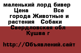 маленький лорд бивер › Цена ­ 10 000 - Все города Животные и растения » Собаки   . Свердловская обл.,Кушва г.